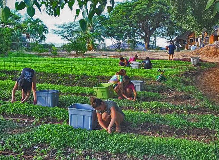 Field of Female Farmers