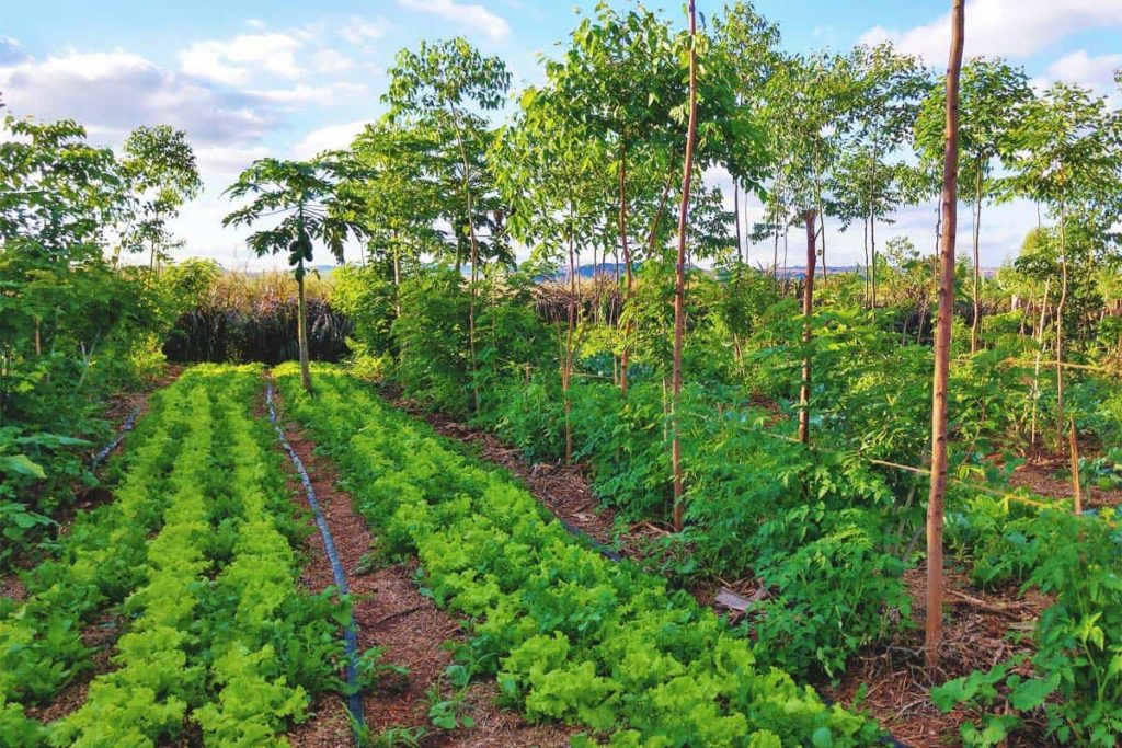 WHAT IS REGENERATIVE AGRICULTURE ? - Hawaii Farmers Union United