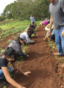 Harpreet Purewall, Hawaii Farm Apprentice Mentoring Program