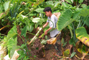 United States Department of Agriculture USDA Hawaii